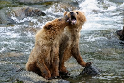 Nervous Cubs at Brooks Falls.jpg