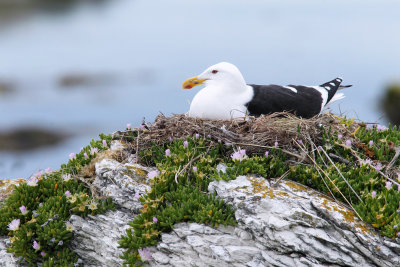 Black-backed Seagull 2.jpg