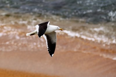 Black-backed Seagull.jpg