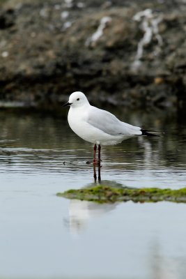 Black-billed Gull .jpg