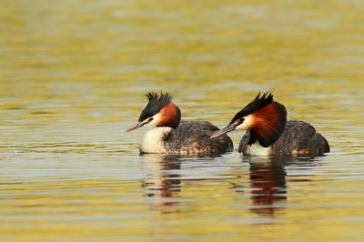 Creasted Grebe.jpg