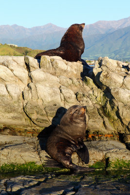 Fur Seals.jpg
