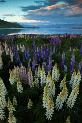 Lupine and Lake Tepako 2.jpg