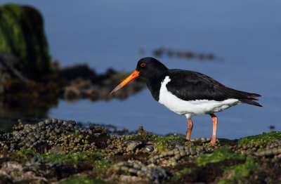 Pied Oystercatcher.jpg