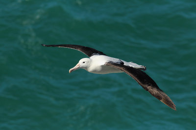 Royal Albatross.jpg