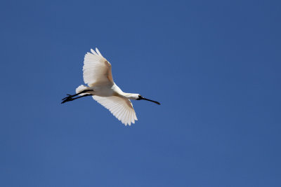 Royal Spoonbill.jpg