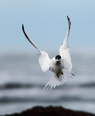 White Faced Tern.jpg