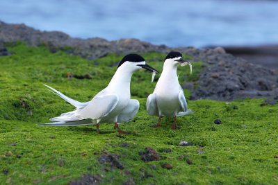 White-faced Tern 4.jpg