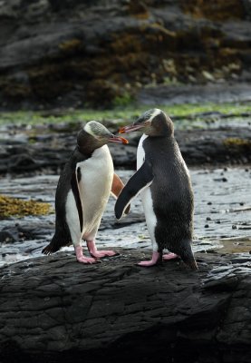 Yellow-eyed Penguin 2.jpg