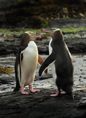 Yellow-eyed Penguin 3.jpg