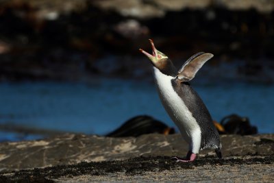 Yellow-eyed Penguin.jpg