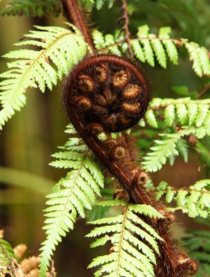 a Fern.jpg