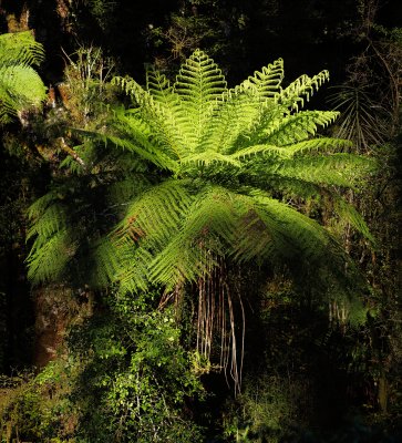 a Ferns 2.jpg