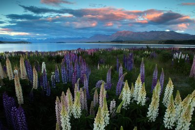 a Lake Tekapo lupines 21.jpg