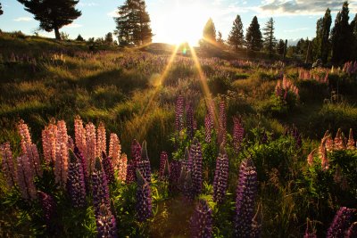 a Lake Tekapo lupines.jpg