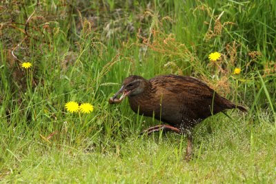 a Weka.jpg