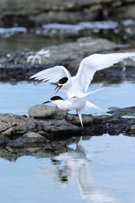 a White-fronted Tern 2.jpg