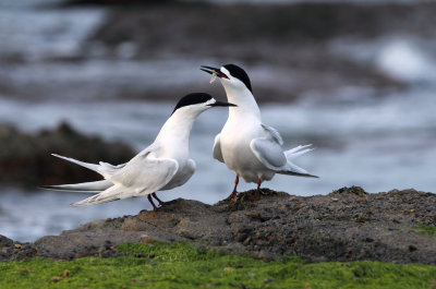 a White-fronted Tern.jpg