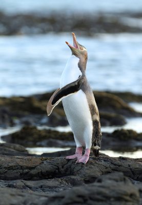 a Yellow-eyed Penguin 3.jpg