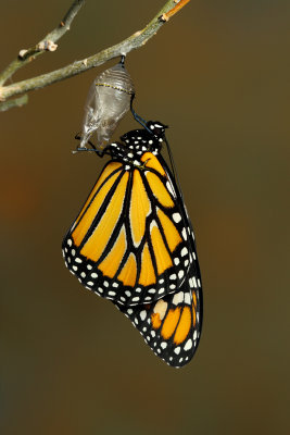 Monarch Butterfly31.jpg