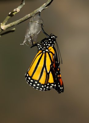 Monarch Butterfly29.jpg