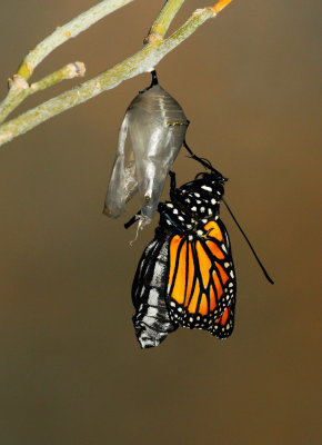 Monarch Butterfly27.jpg