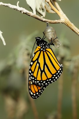 Monarch Butterfly26.jpg