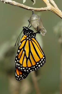 Monarch Butterfly24.jpg