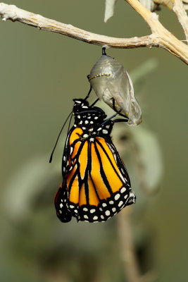 Monarch Butterfly22.jpg