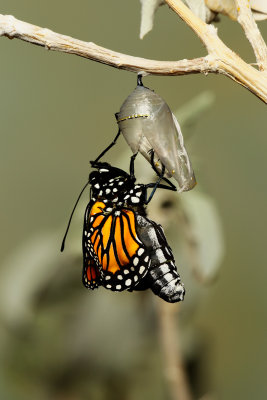 Monarch Butterfly19.jpg