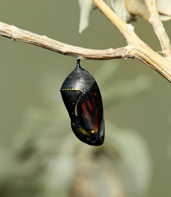 Monarch Butterfly18.jpg