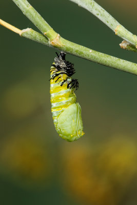 Monarch Butterfly09.jpg