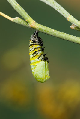 Monarch Butterfly08.jpg