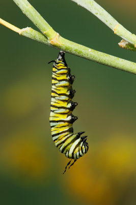 Monarch Butterfly04.jpg