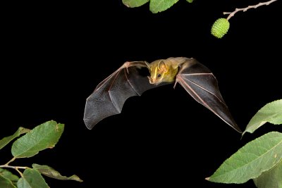 Nicaragua Bats