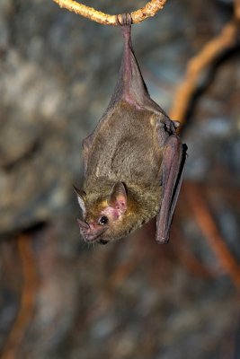 Lava tube bats03.jpg