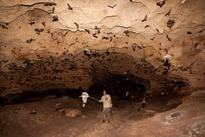 A bat cave in Mexico03.jpg