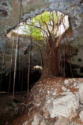 A bat cave in Mexico02.jpg