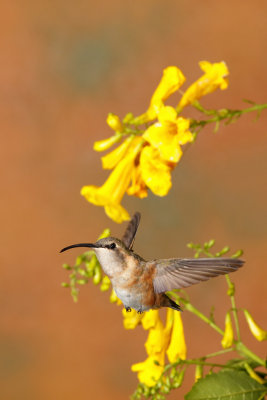 D_BDT_Lucifer hummingbird 2_20102.JPG