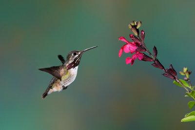 D_BDT_calliope hummingbird 22.JPG