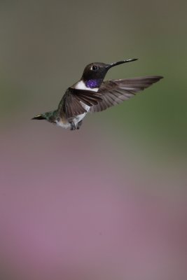 D_BDT_Black-chinned hummingbird_2009 22.JPG