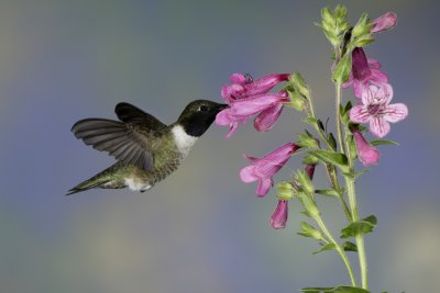 D_BDT_black-chinned hummingbird_2007 32.JPG