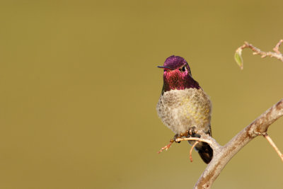 arizonas_hummingbirds