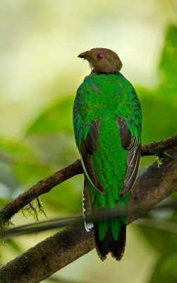 Crested Quetzal.jpg