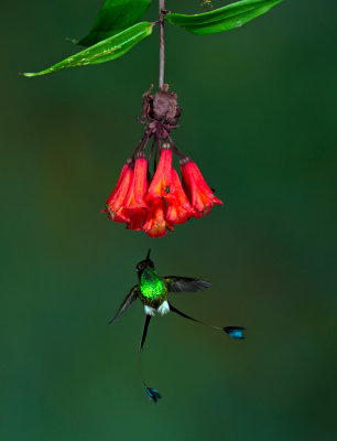 Booted Racket-tail 2.jpg