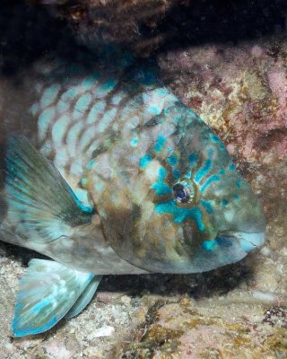 Azure Parrotfish.jpg