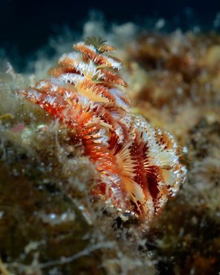 Christmas Tree tube worm.jpg