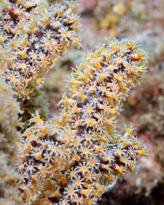 Closeup of Hard Coral.jpg