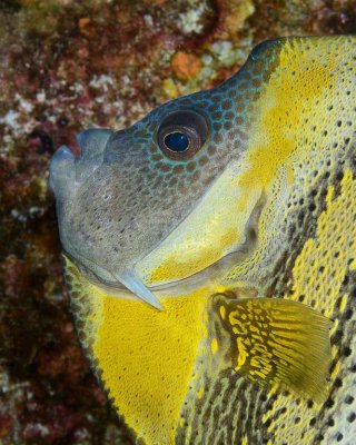 Cortez Angelfish.jpg