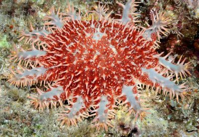 Crown of Thorns Starfish.jpg